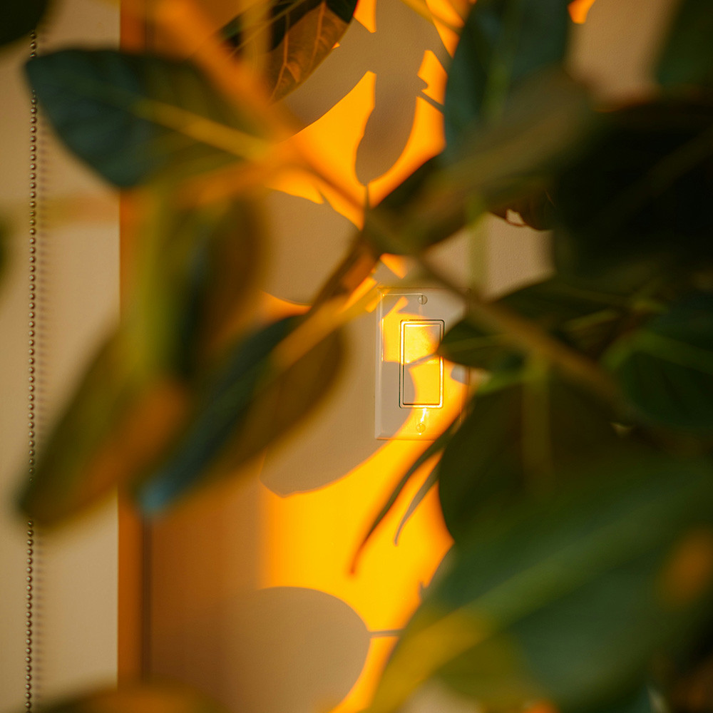 Sunlight through indoor plant leaves