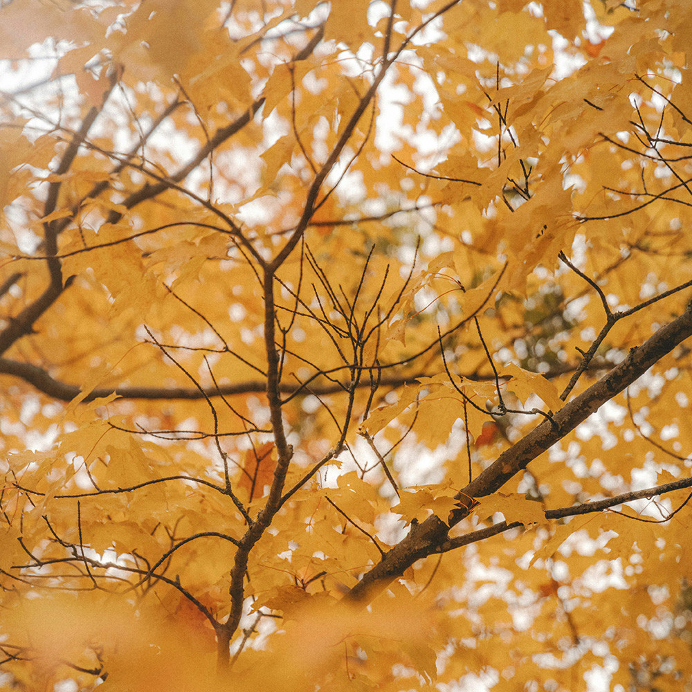 Autumn leaves glowing in the sun